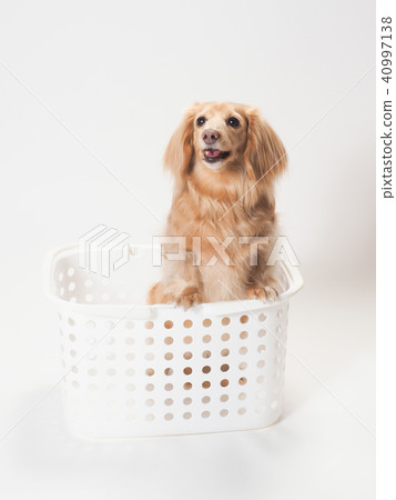 在白色洗滌的籃子的微型達克斯獵犬 在白色洗滌的籃子的微型達克斯獵犬 40997138