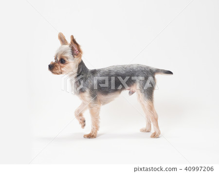 Yorkshire Terrier giving his forefoot 40997206