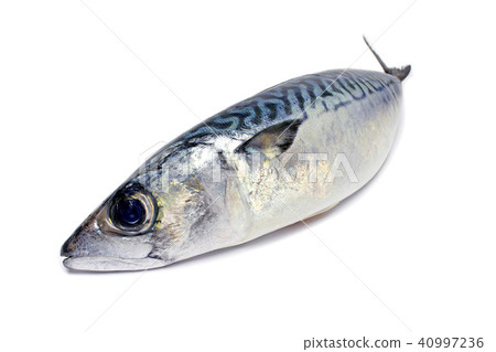 Raw mackerel 40997236