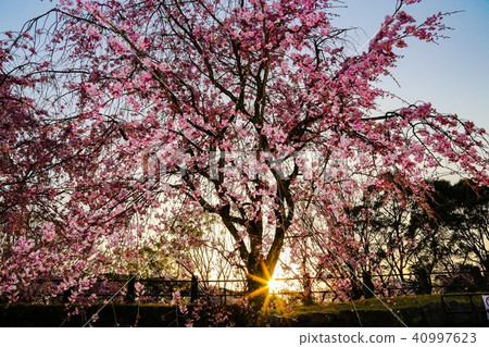 Cherry Blossoms	 40997623