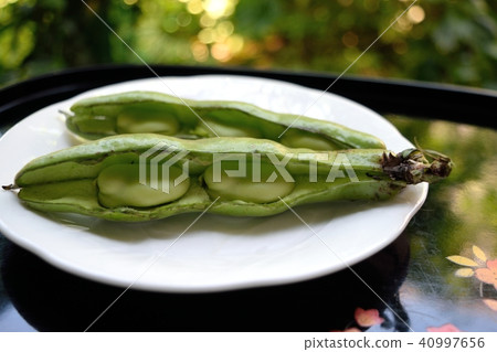 蠶豆 蠶豆 40997656