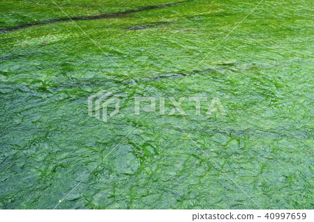 世界水遺產三島Geniubei三島baikamo 世界水遺產三島Geniubei三島baikamo 40997659