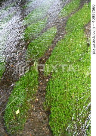 世界水遺產三島Geniubei三島baikamo 世界水遺產三島Geniubei三島baikamo 40997660