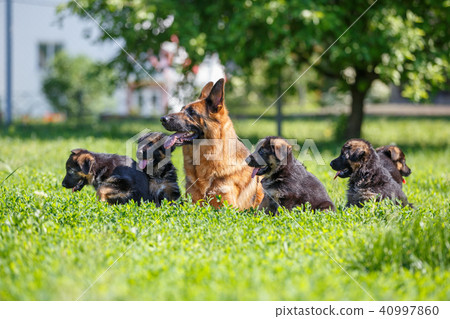 German shepherd with its puppies resting on grass German shepherd with its puppies resting on grass 40997860