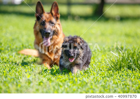 German shepherd with its puppies resting on grass German shepherd with its puppies resting on grass 40997870