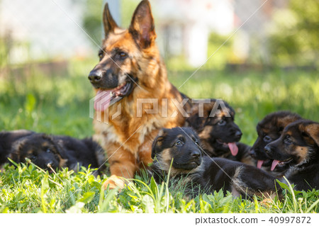 German shepherd with its puppies resting on grass German shepherd with its puppies resting on grass 40997872