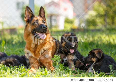 German shepherd with its puppies resting on grass German shepherd with its puppies resting on grass 40997873