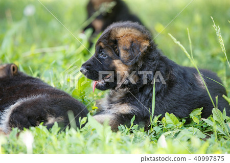 Puppies of german shepherd have fun on green lawn Puppies of german shepherd have fun on green lawn 40997875