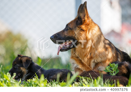 German shepherd with its puppies resting on grass 40997876
