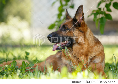German shepherd dog lying on green grass German shepherd dog lying on green grass 40997877