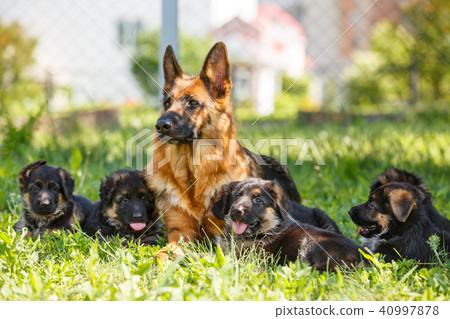 German shepherd with its puppies resting on grass German shepherd with its puppies resting on grass 40997878