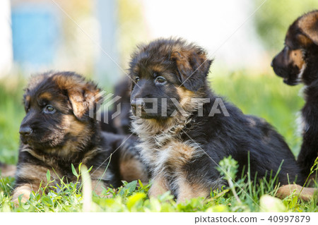 Puppies of german shepherd have fun on green lawn Puppies of german shepherd have fun on green lawn 40997879