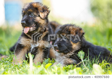 Puppies of german shepherd have fun on green lawn Puppies of german shepherd have fun on green lawn 40997880
