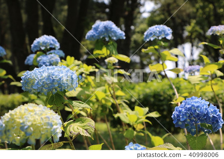 繡球 繡球 40998006