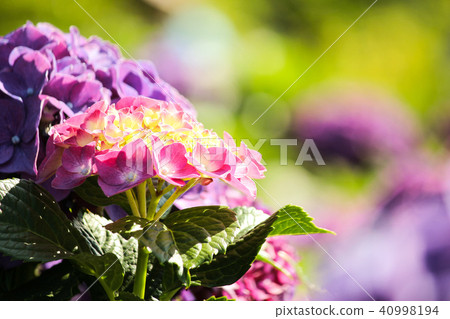 Taiwan, Yangmingshan, Shanhu, Bulban flower, purple, dreamlike 40998194