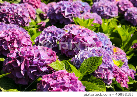 Taiwan, Yangmingshan, Shanhu, Bulban flower, purple, dreamlike Taiwan, Yangmingshan, Shanhu, Bulban flower, purple, dreamlike 40998195
