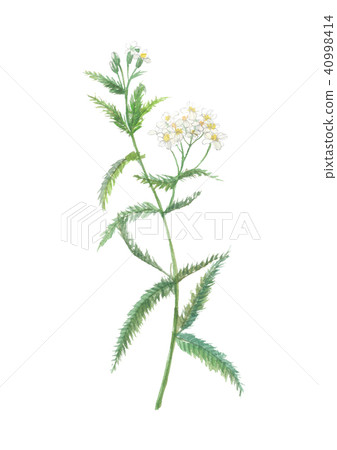 Saw Palmetto 40998414
