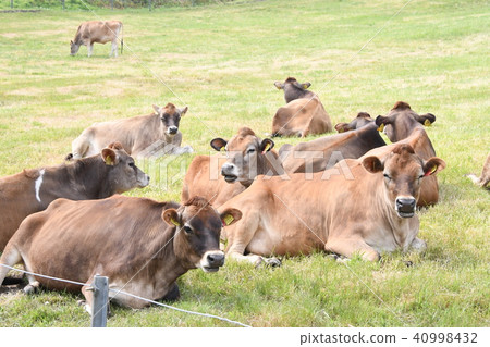 它被Mt.的澤西牛痊癒。 40998432