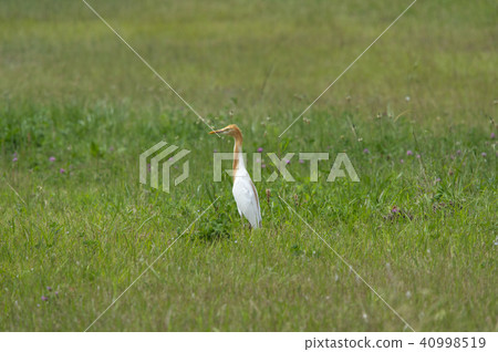 Amazaki Amazaki 40998519