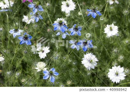 Nigella 40998942