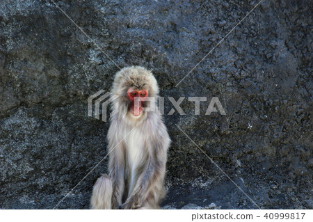 Japanese macaque 40999817