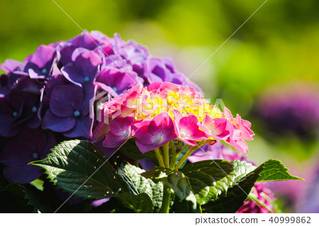 台灣,陽明山,山湖,白頭翁花,夢,紫,浪漫 台灣,陽明山,山湖,白頭翁花,夢,紫,浪漫 40999862