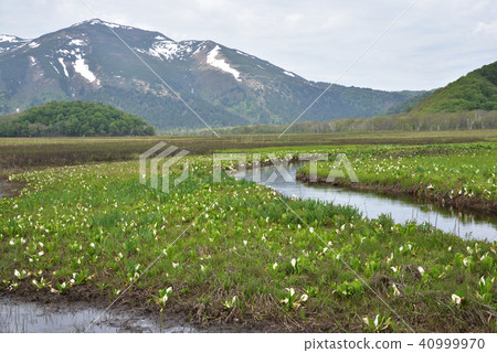 水芭蕉 水芭蕉 40999970