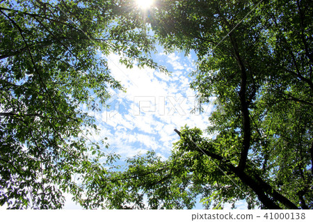 The blue sky between the trees 41000138