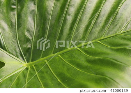 Alocasia leaves Alocasia leaves 41000189