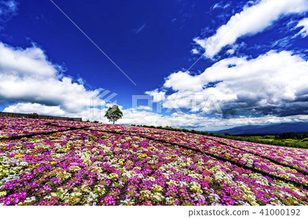 Livingstone Daisy 41000192