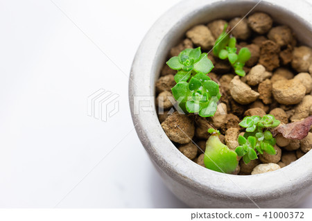 Small succulent plants, stocks, yellow leaves, white background 41000372