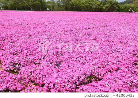 Moss phlox Moss phlox 41000432