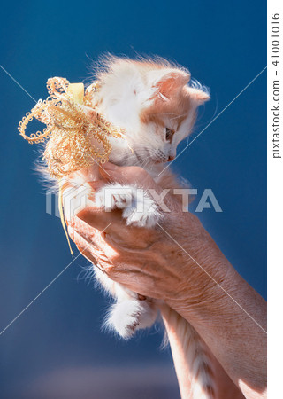 ginger and white spots kitten with ribbon bow  41001016