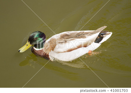 Male Mallard Duck Spreading Wings in Water 41001703
