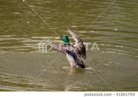 Male Mallard Duck Spreading Wings in Water 41001709