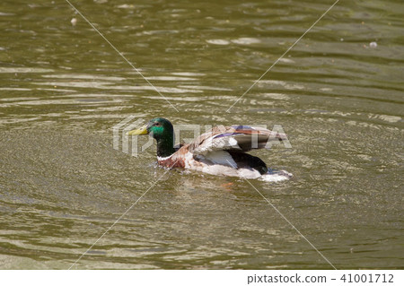 Male Mallard Duck Spreading Wings in Water Male Mallard Duck Spreading Wings in Water 41001712