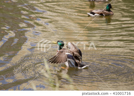 Male Mallard Duck Spreading Wings in Water Male Mallard Duck Spreading Wings in Water 41001716