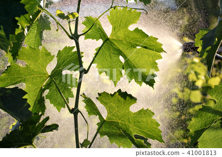 Grape plant treating in vineyard Grape plant treating in vineyard 41001813