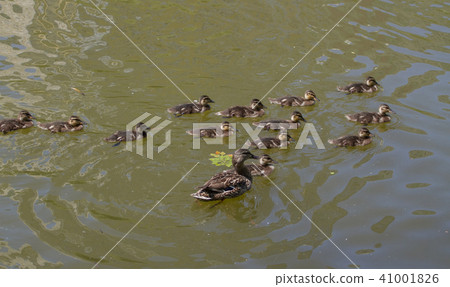 Duck mallard with small ducklings 41001826