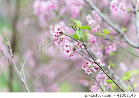 Cherry blossom or sakura flowers on angkhang Cherry blossom or sakura flowers on angkhang 41002149