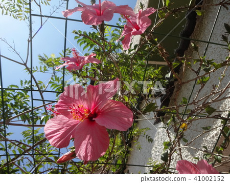 芙蓉芙蓉 芙蓉芙蓉 41002152