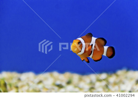 Aquarium fishes in salt water Aquarium fishes in salt water 41002294