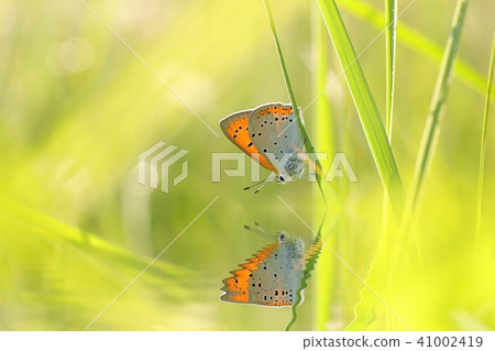 Butterfly (Large copper) on a spring morning  41002419