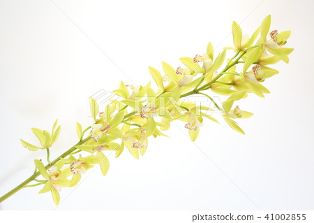 蘭花 41002855