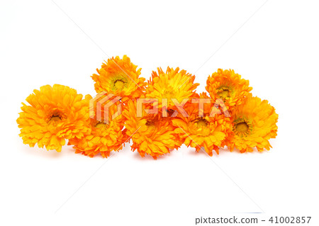 Calendula Calendula 41002857