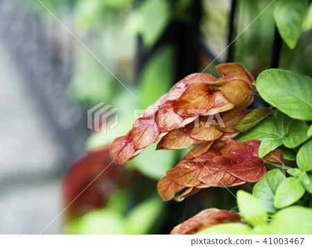 小蝦花 小蝦花 41003467