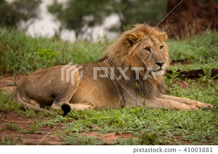 Male lion lying in clearing beside trees 41003881