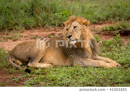 Male lion lying in clearing twists head 41003885