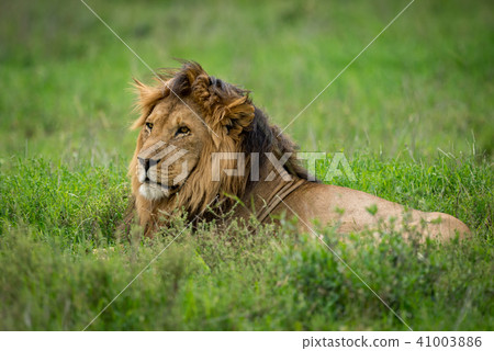 Male lion lying in grass looking left 41003886