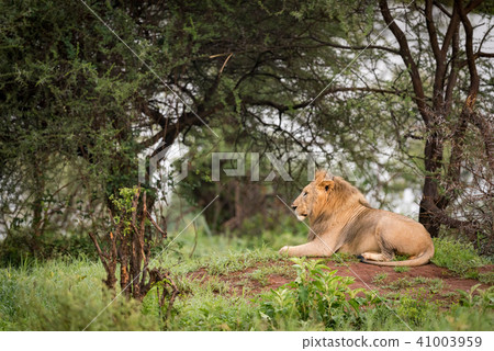 Male lion lying on mound in profile Male lion lying on mound in profile 41003959